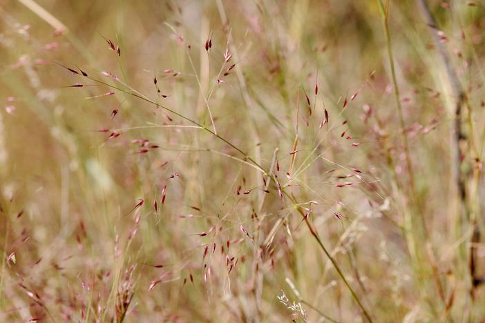 Muhlenbergia porteri image