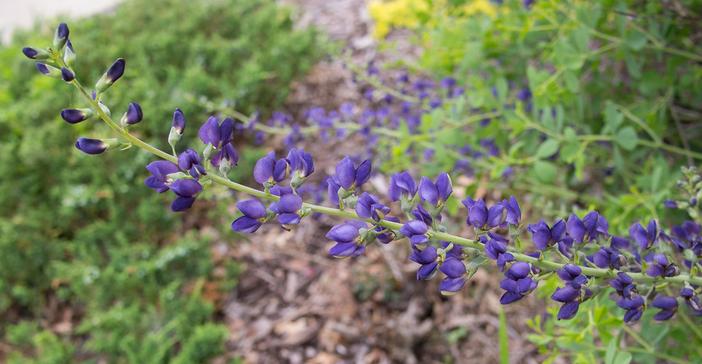 Baptisia ×variicolor image