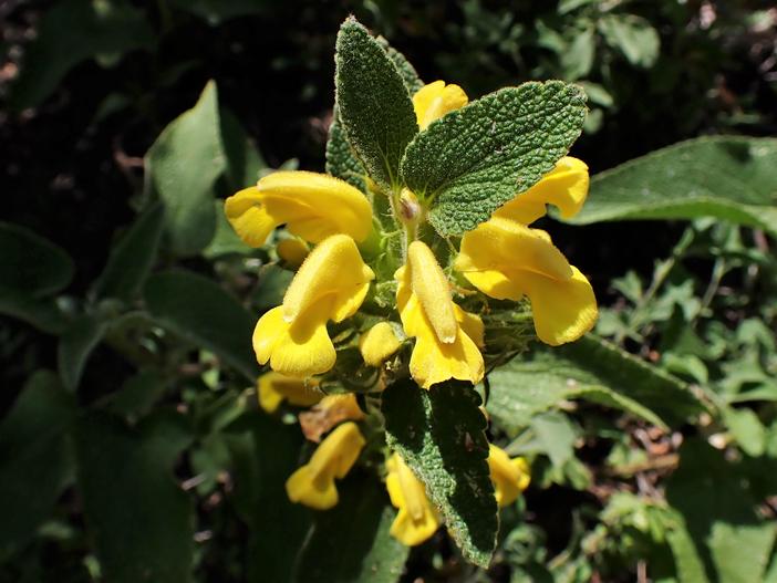 Phlomis viscosa image