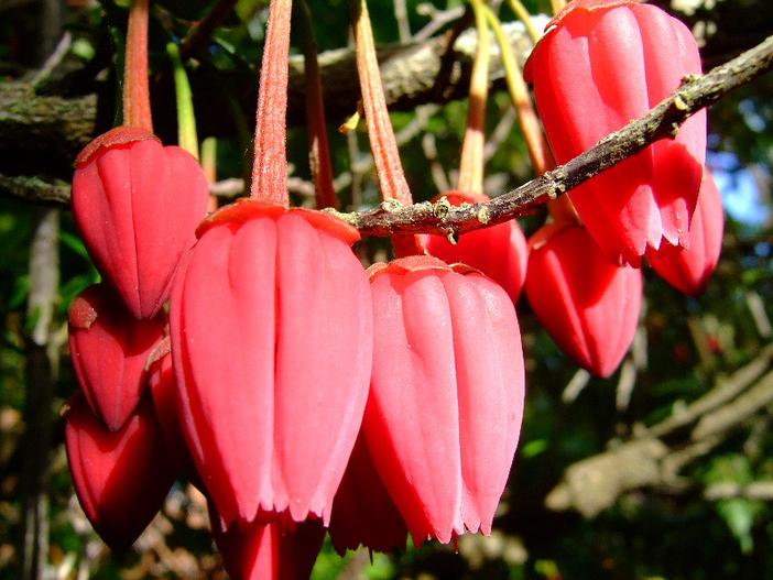 Crinodendron hookerianum image