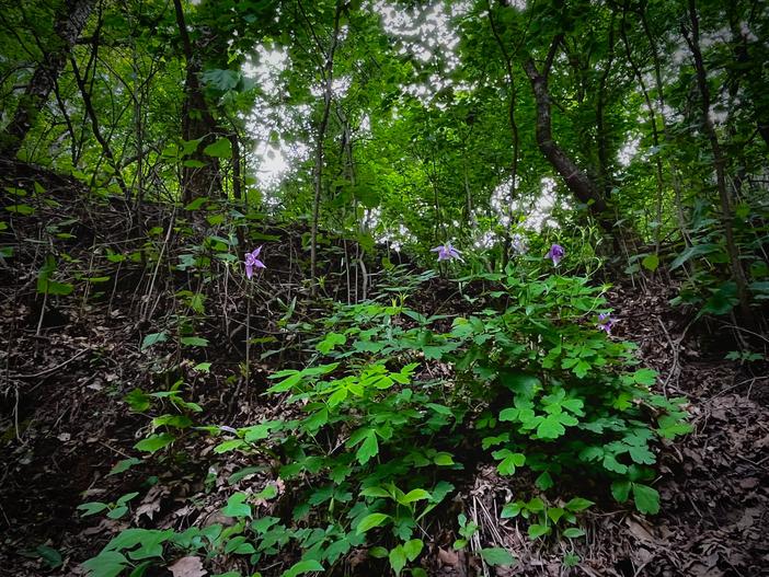 Aquilegia yabeana image
