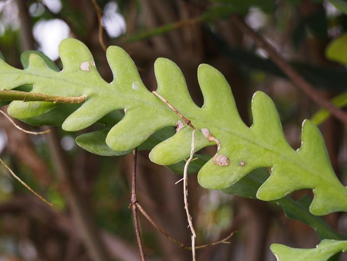 Disocactus anguliger image