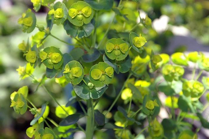 Euphorbia amygdaloides var. robbiae image