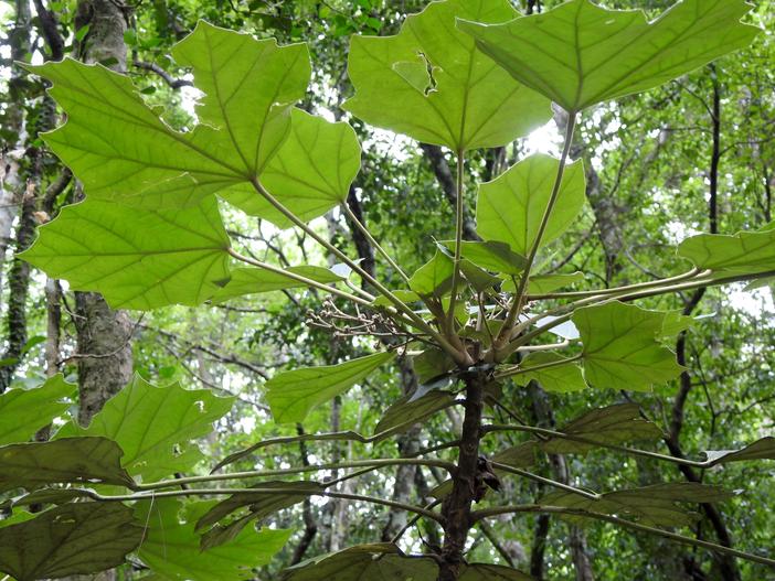 Sinopanax formosanus image