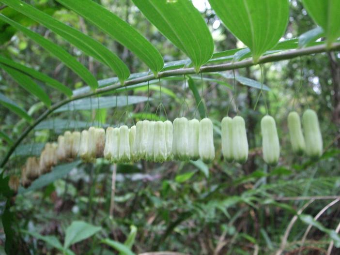 Polygonatum odoratum var. pluriflorum image