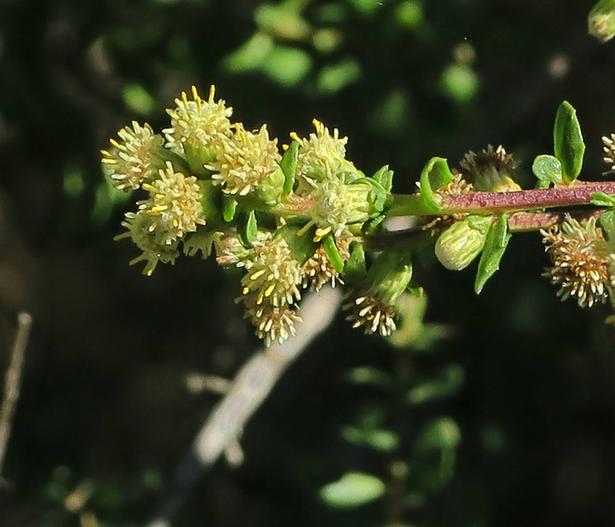 Baccharis pilularis subsp. consanguinea image