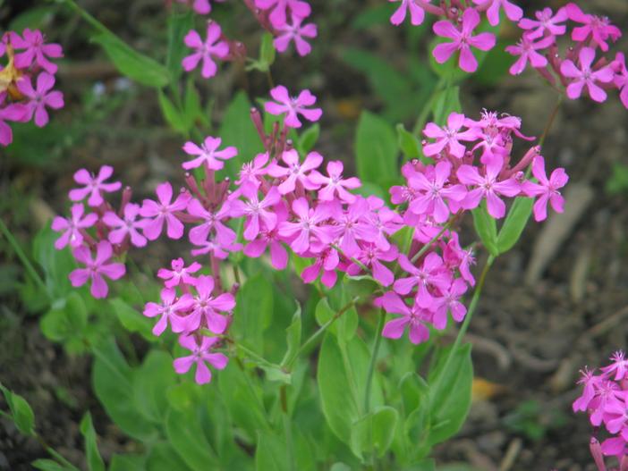 Silene armeria image