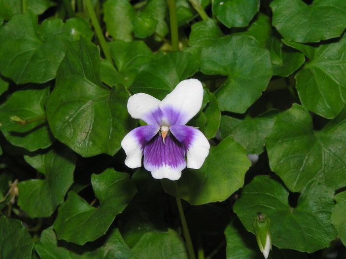 Viola hederacea image