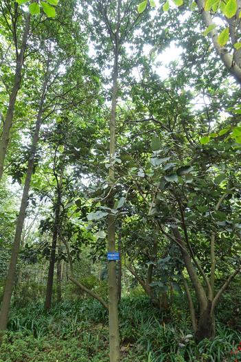 Magnolia lotungensis image