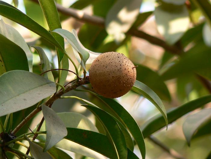 Manilkara zapota image