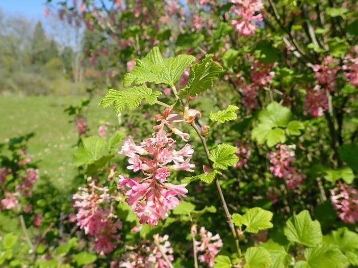 Ribes sanguineum var. glutinosum image