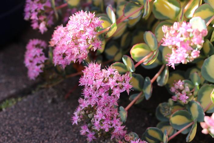 Hylotelephium sieboldii image