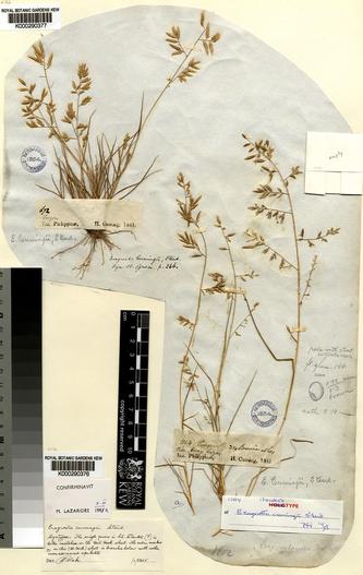 Eragrostis cumingii image