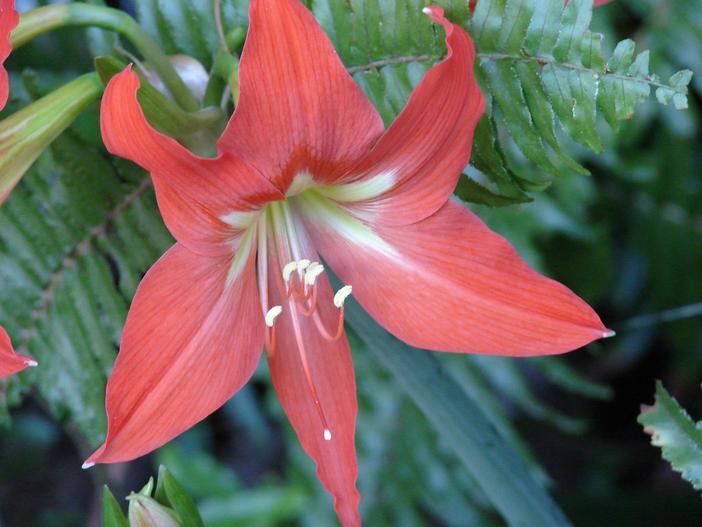 Hippeastrum striatum image