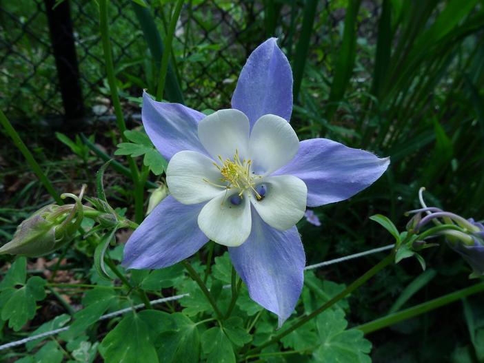 Aquilegia caerulea image