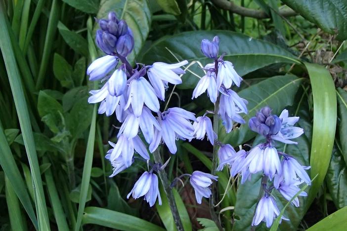 Hyacinthoides hispanica image