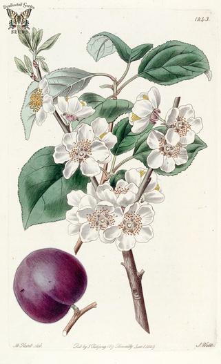 Prunus ×dasycarpa image