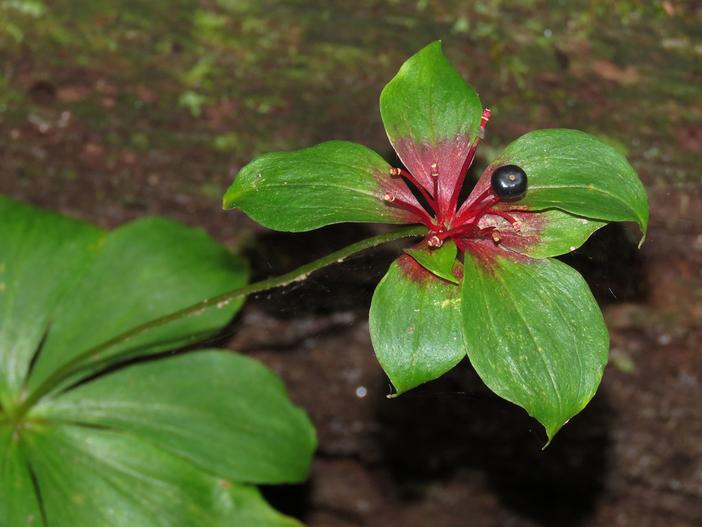 Medeola virginiana image