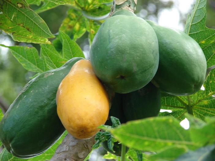 Carica papaya image