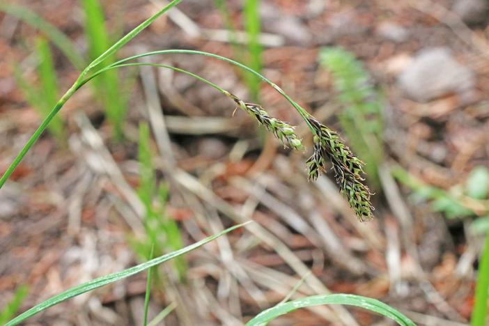 Carex bella image