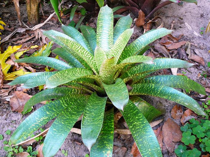 Vriesea hieroglyphica image