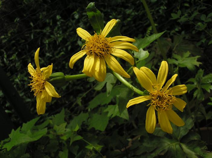 Ligularia japonica image