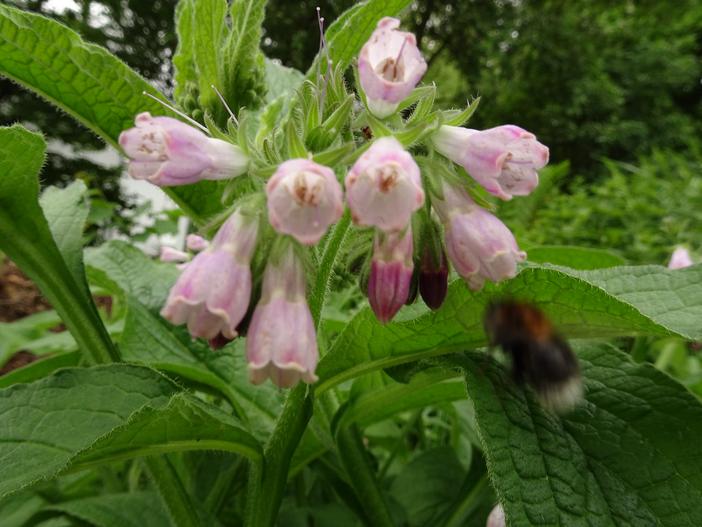 Symphytum officinale image