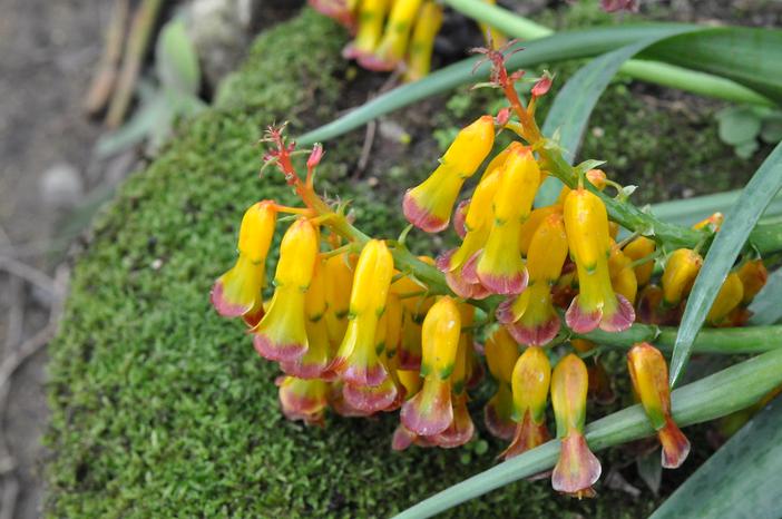 Lachenalia aloides image