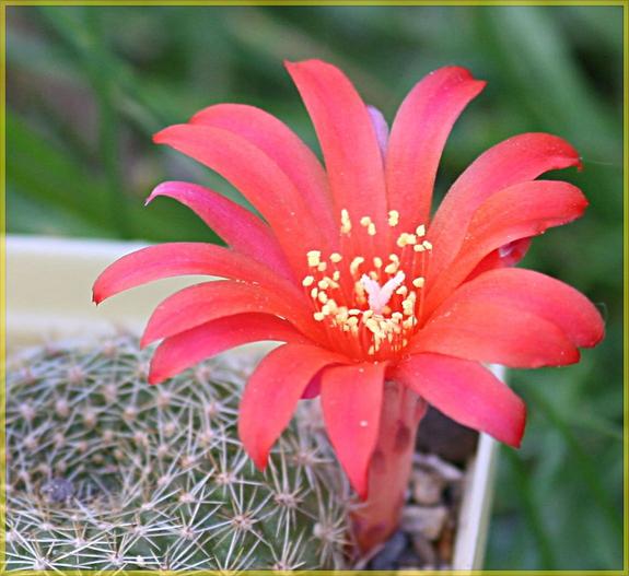 Rebutia minuscula image