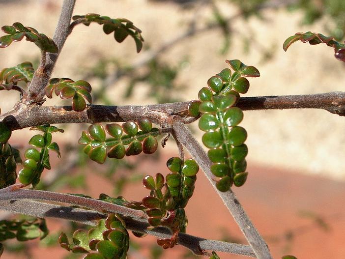 Operculicarya decaryi image