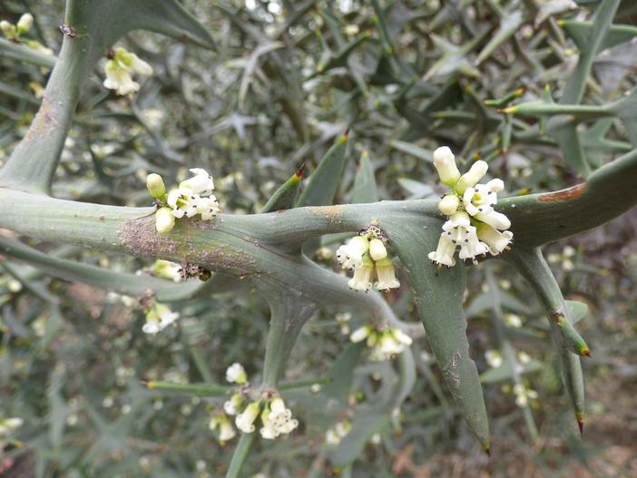 Colletia paradoxa image