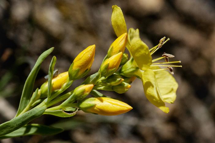 Linum kingii image