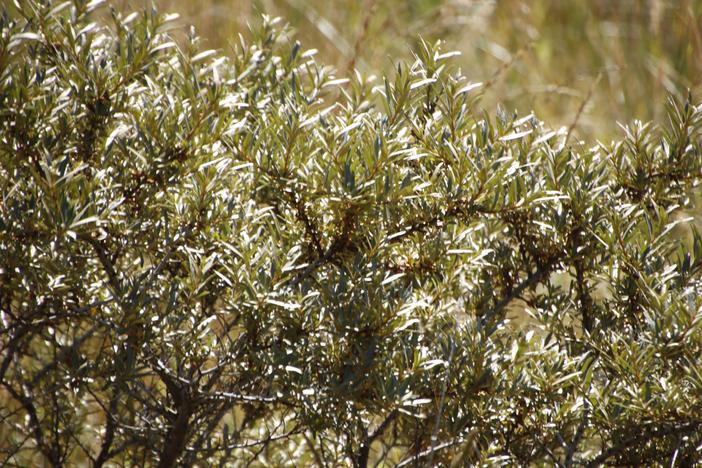 Elaeagnus rhamnoides image