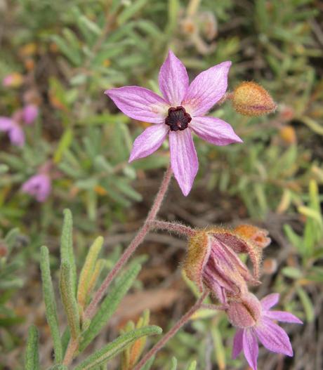 Lysiosepalum involucratum image