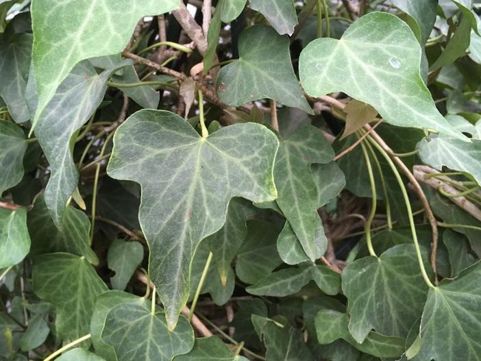 Hedera nepalensis image