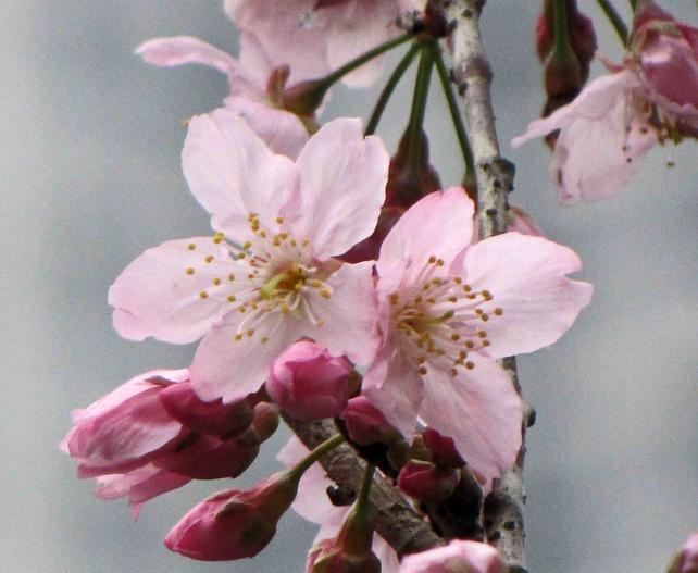 Prunus incisa image