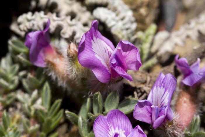 Astragalus purshii image