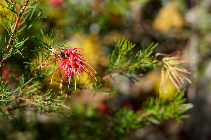 Grevillea pinaster image