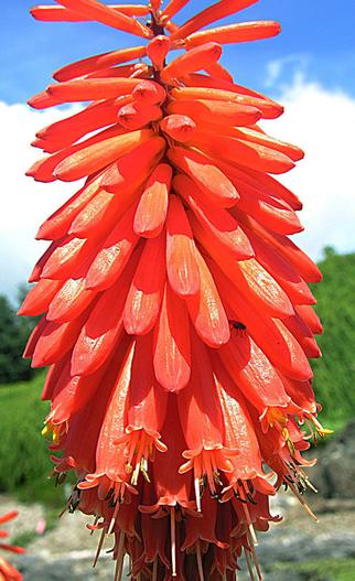 Kniphofia triangularis image