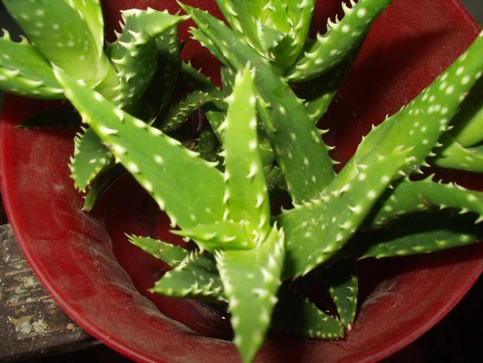 Aloe squarrosa image