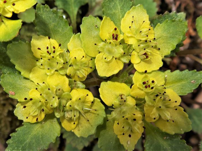 Chrysosplenium macrostemon var. shiobarense image