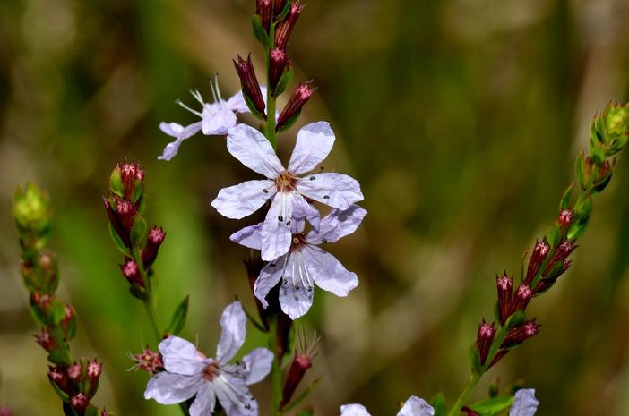 Lythrum lanceolatum image