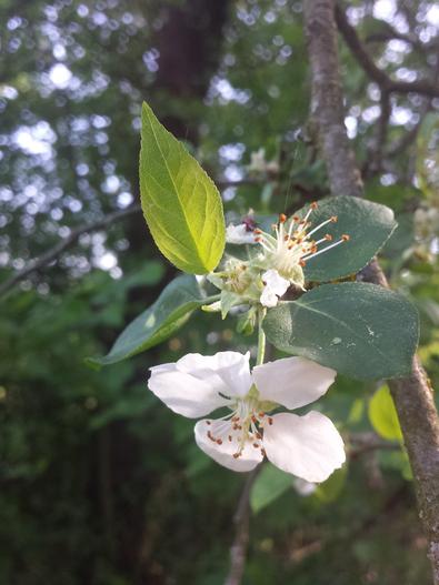 Malus ×dasyphylla image