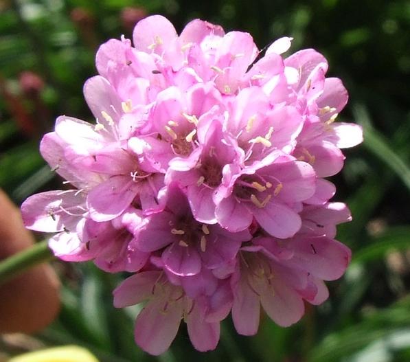 Armeria alliacea image