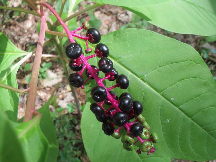 Phytolacca americana image