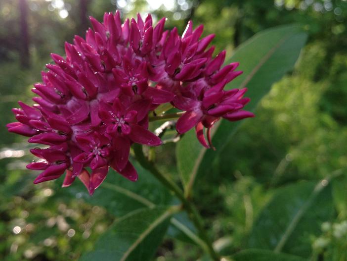 Asclepias purpurascens image