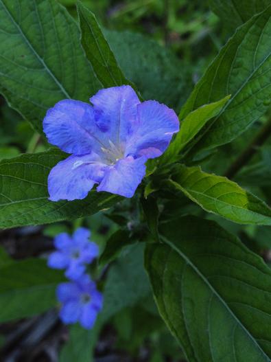 Ruellia carolinensis image