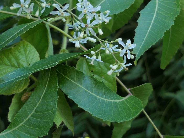 Azadirachta indica image