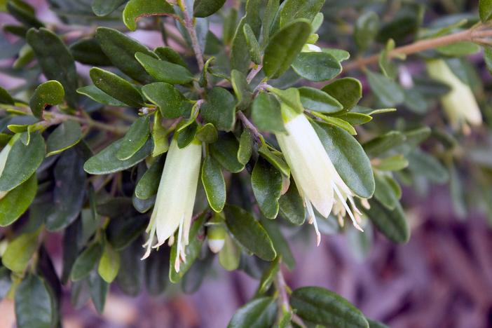 Correa glabra image