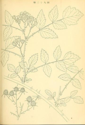 Rubus coreanus image